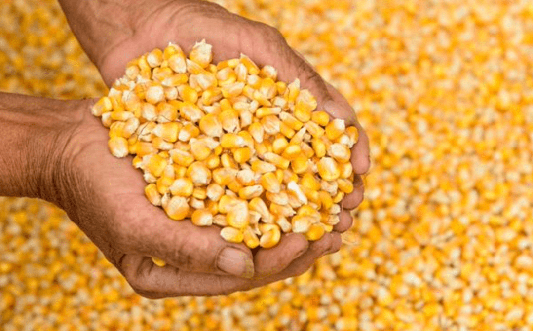 短期玉米价跌幅有限<strong></p>
<p>比特币行情最新价格</strong>，最新玉米价格行情！