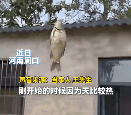 男子在家操控无人机钓鱼<strong></p>
<p>虚拟币交易平台打工</strong>，当天就钓上十几条，当事人：不要轻易尝试，已被鱼拉下水十几个无人机