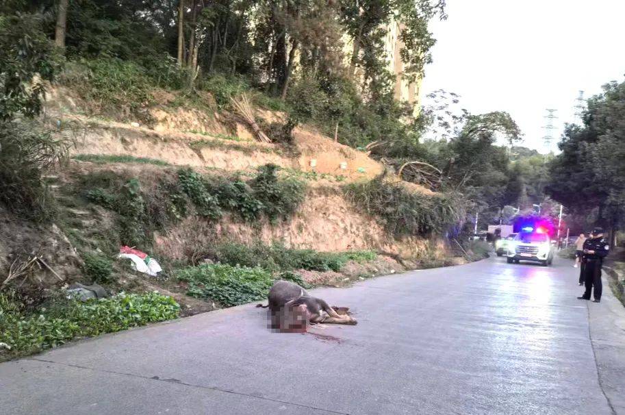 郴州800斤疯牛跑出后顶着屠宰工人一路上山又撞下山<strong></p>
<p>虚拟币取消场外交易所</strong>，已被击毙