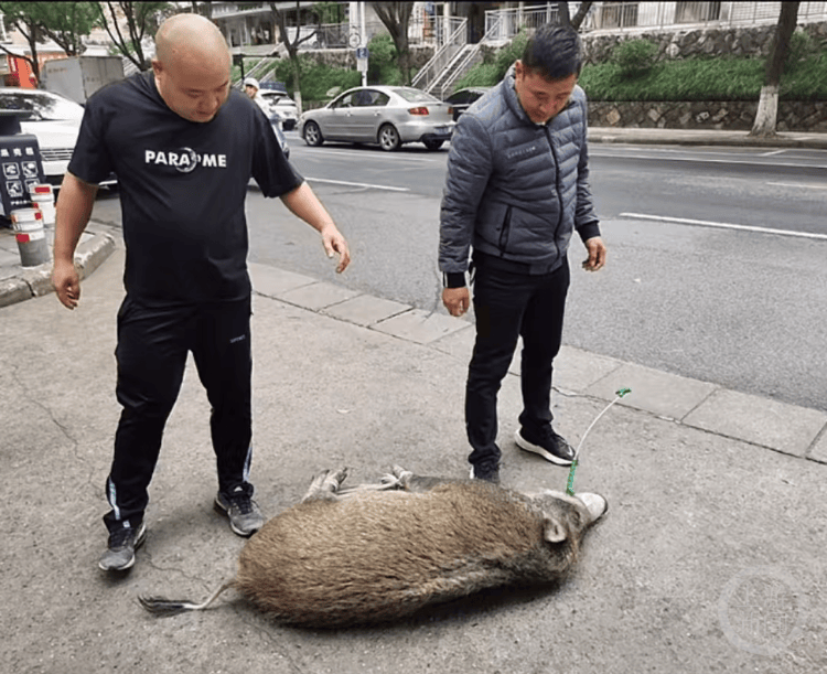 “疯狂”的野猪<strong></p>
<p>虚拟币取消场外交易所</strong>，“赔本”的猎人