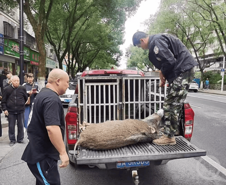 “疯狂”的野猪<strong></p>
<p>虚拟币取消场外交易所</strong>，“赔本”的猎人
