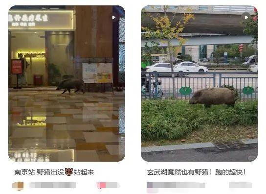列车撞上野猪<strong></p>
<p>阅读币虚拟币</strong>，机械师查看时被撞身亡，更多细节公布...