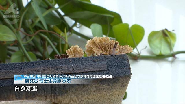 “可以蒸蛋”！昆明一女子家中搓衣板上长菌<strong></p>
<p>虚拟币chat社区</strong>，品种竟是……