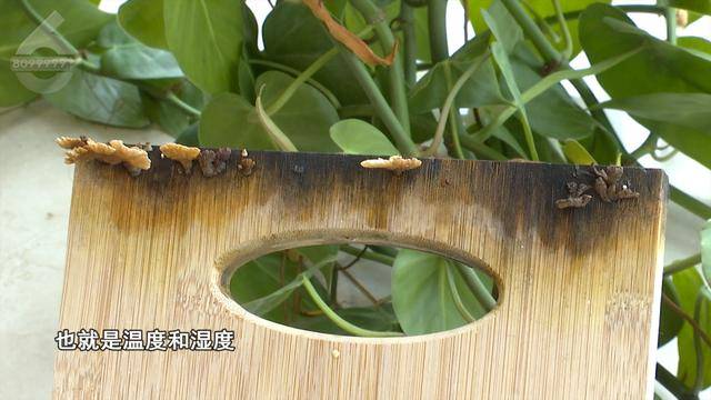 “可以蒸蛋”！昆明一女子家中搓衣板上长菌<strong></p>
<p>虚拟币chat社区</strong>，品种竟是……