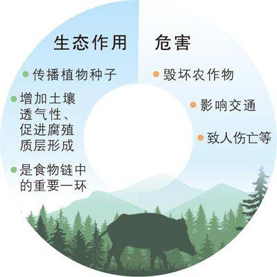 频频“肇事”<strong></p>
<p>虚拟币推广任务</strong>，野猪种群如何调控？