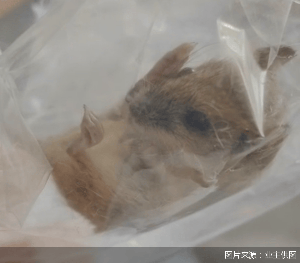 老鼠乱窜、直饮水发黄<strong></p>
<p>中兴中华币虚拟货币</strong>，北京业主千万元买的和锦诚园居然是这样
