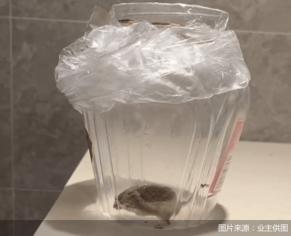老鼠乱窜、直饮水发黄<strong></p>
<p>中兴中华币虚拟货币</strong>，北京业主千万元买的和锦诚园居然是这样