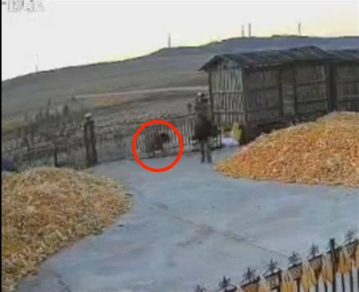 黑龙江一地疑出现老虎进村顶撞农户院门<strong></p>
<p>虚拟币提现人民币</strong>，村民关门躲家中，多部门到场处置