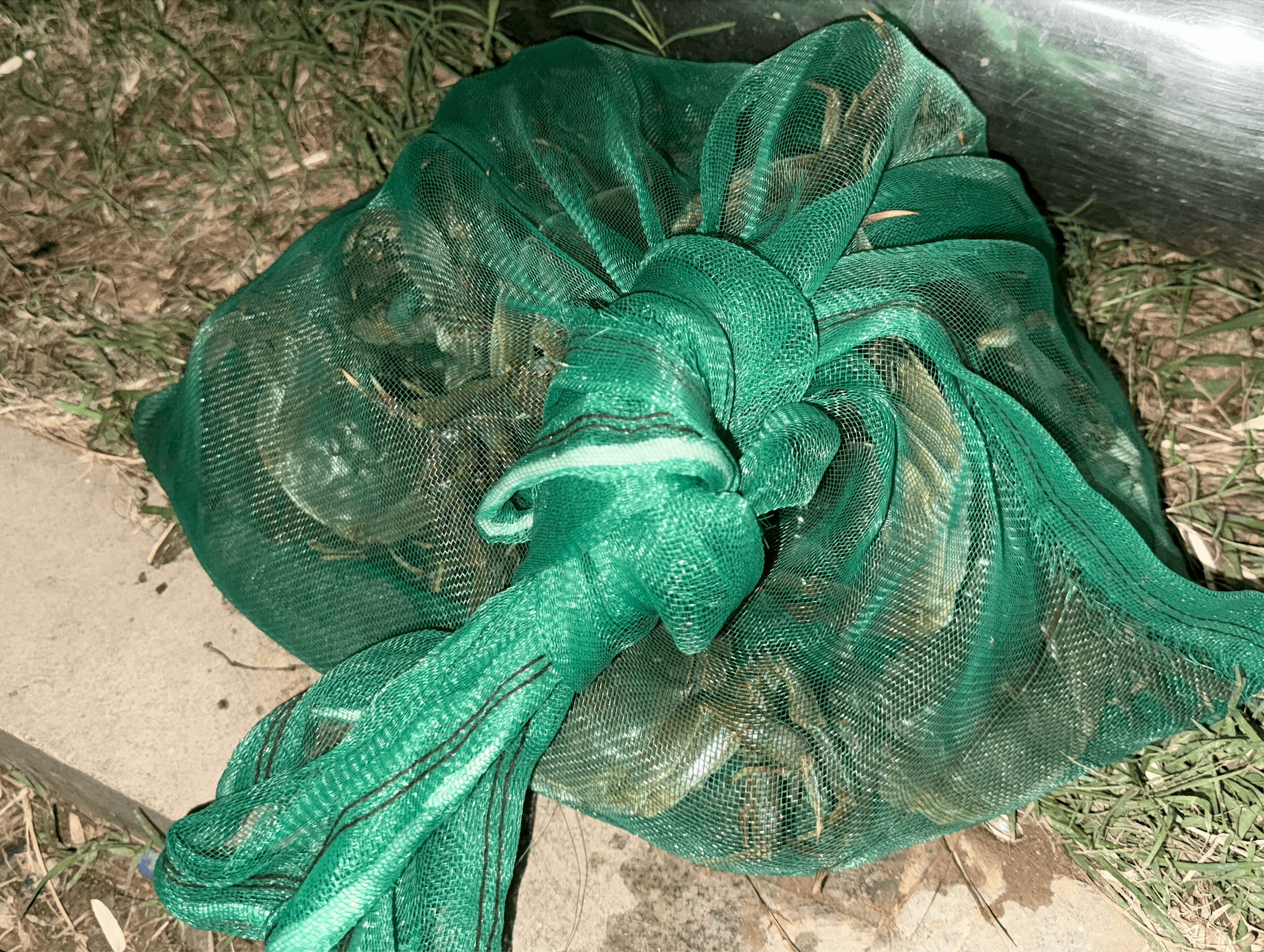 一晚收获40只<strong></p>
<p>cstk虚拟币</strong>？东莞东江边“蟹张力”拉满｜莞有料