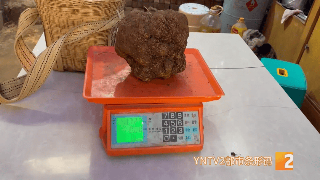 昆明一村民挖到1.7公斤超大松露<strong></p>
<p>普通电脑能挖那种虚拟币</strong>！“看都看不够”