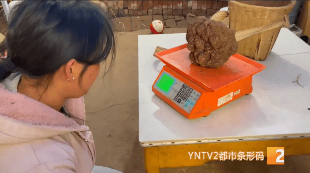 昆明一村民挖到1.7公斤超大松露<strong></p>
<p>普通电脑能挖那种虚拟币</strong>！“看都看不够”
