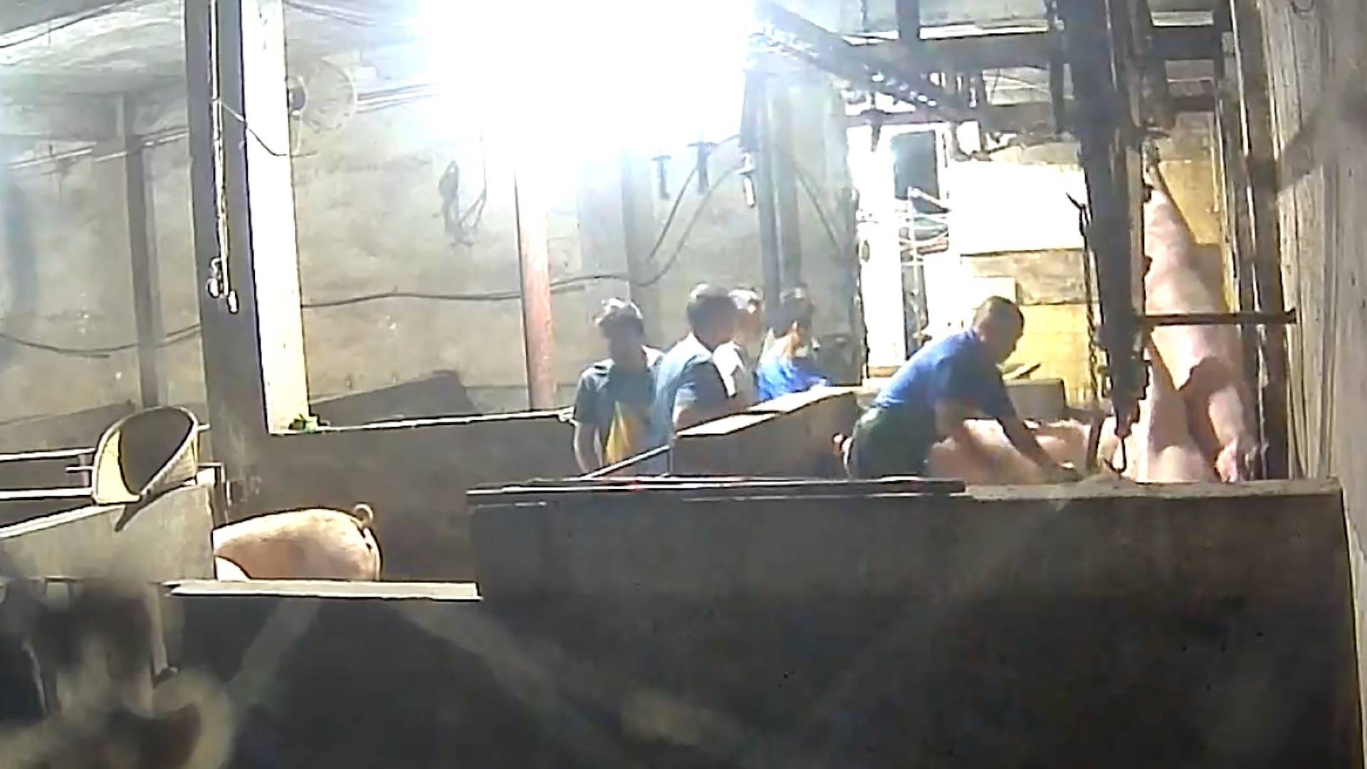 暗访生猪黑屠宰点：无证窝点被封后重新开张<strong></p>
<p>普通电脑能挖那种虚拟币</strong>，无检疫猪肉跨省销售