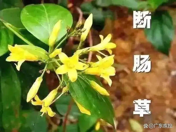 广东一老人买药材煲汤中毒身亡 当地：店铺误售断肠草<strong></p>
<p>虚拟币类型</strong>，老板被拘留