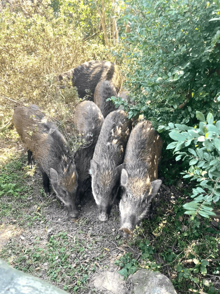 深圳梧桐山网红野猪下崽？市民拍到“一家人整整齐齐”<strong></p>
<p>虚拟币流程</strong>，管理处：天天都有人投喂