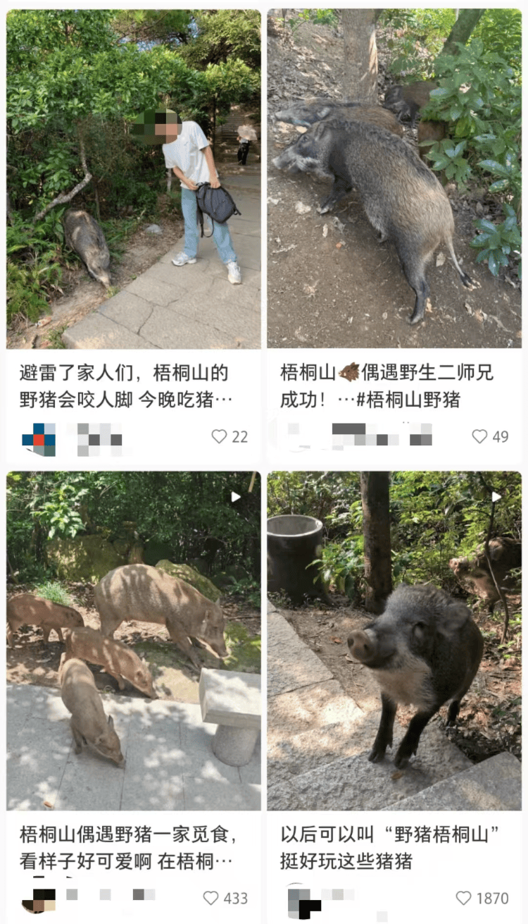 深圳梧桐山网红野猪下崽？市民拍到“一家人整整齐齐”<strong></p>
<p>虚拟币流程</strong>，管理处：天天都有人投喂