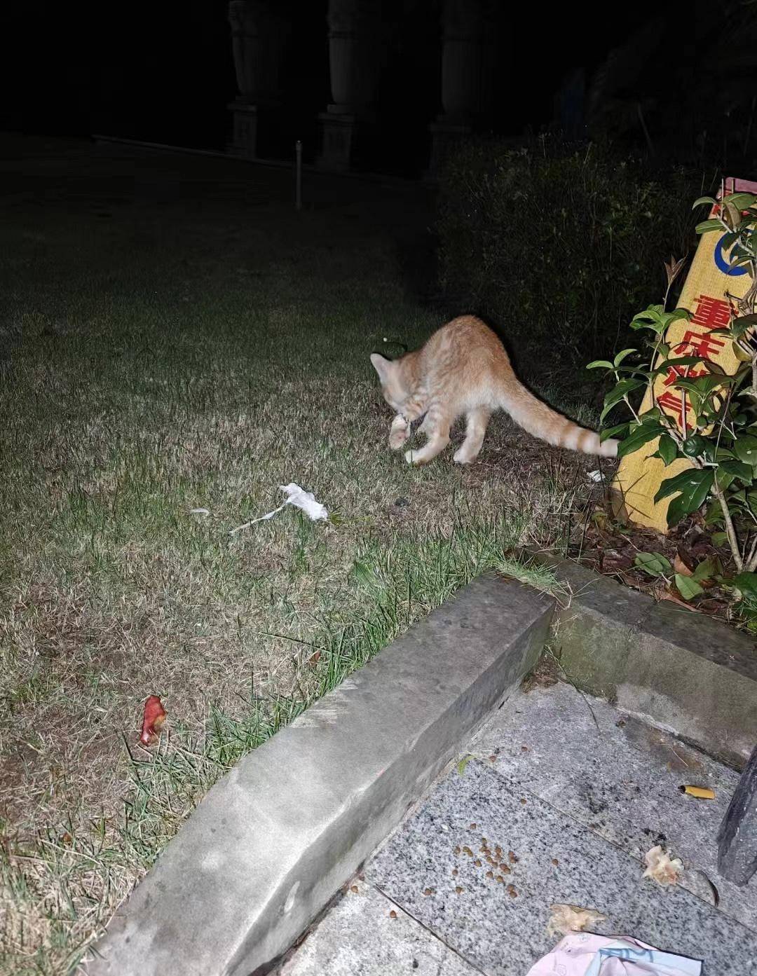 重庆一小区物业大规模投毒捕杀流浪猫？物业回应：通知表述欠缺考虑<strong></p>
<p>虚拟币流程</strong>，已撤回