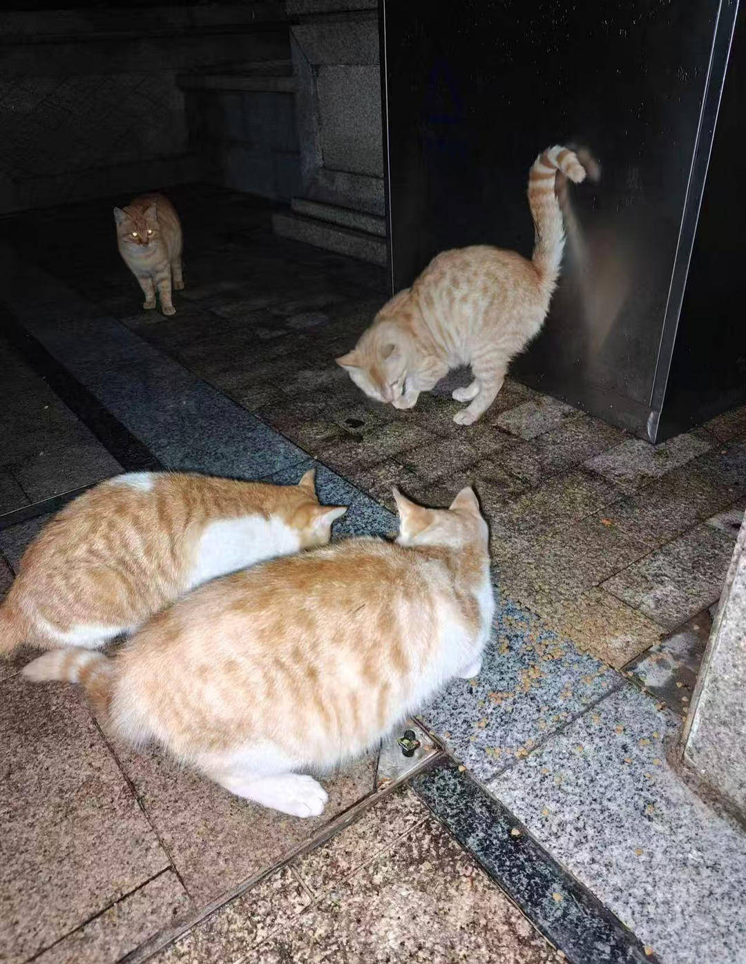 重庆一小区物业大规模投毒捕杀流浪猫？物业回应：通知表述欠缺考虑<strong></p>
<p>虚拟币流程</strong>，已撤回