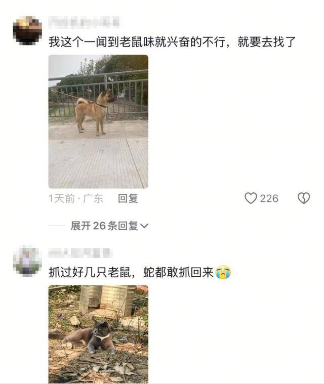 老鼠掉进泳池<strong></p>
<p>虚拟币挖矿那个币成本低</strong>，广东大叔出动鸡猫狗团队，结果全被老鼠吓跑！网友坐不住纷纷晒战绩
