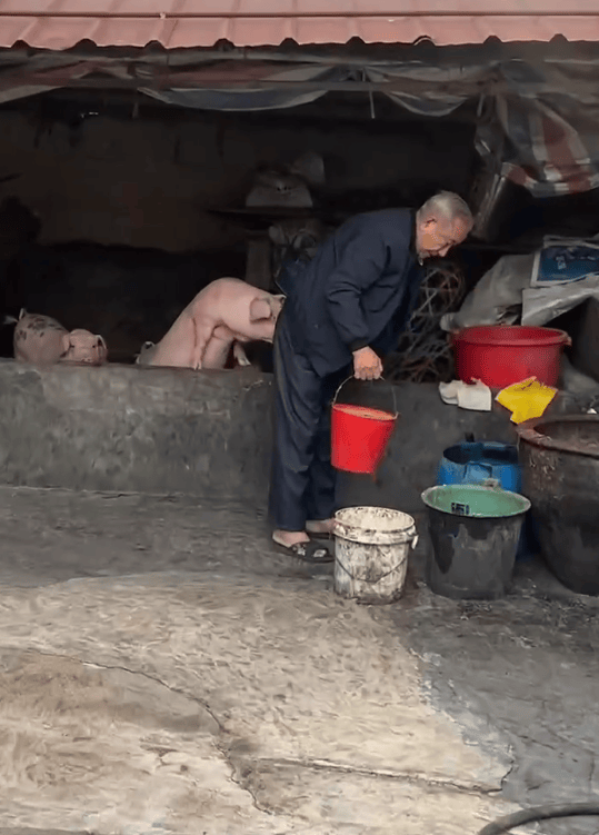 潮汕一孙女怕78岁爷爷无聊给他买了两头猪：猪被养得干净粉嫩<strong></p>
<p>虚拟币挖矿那个币成本低</strong>，享受和孙女一样的待遇