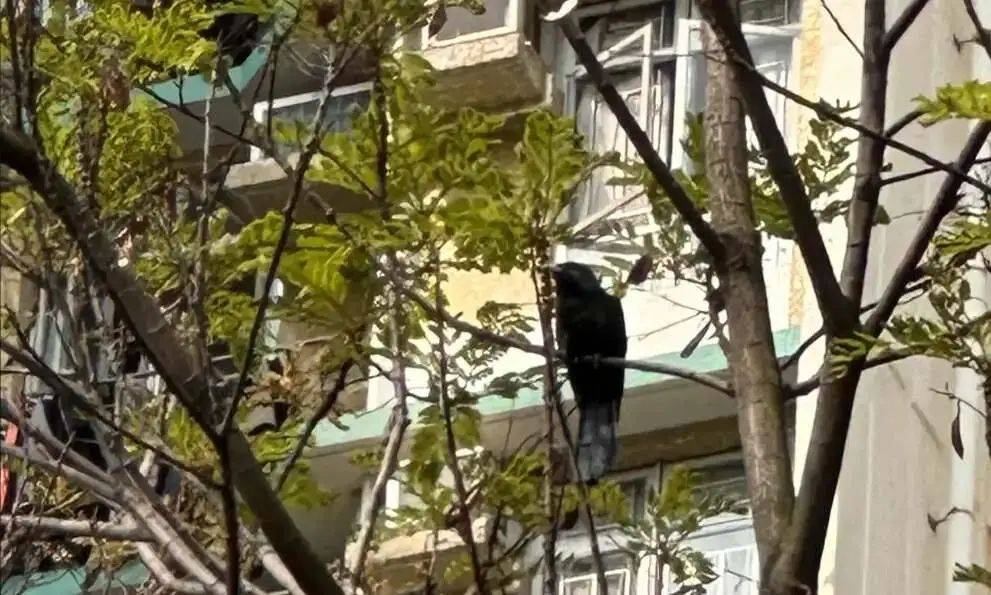 “周末想睡个懒觉都不行”<strong></p>
<p>cic虚拟币如何</strong>，有多少深圳人被这种鸟吵到神经衰弱