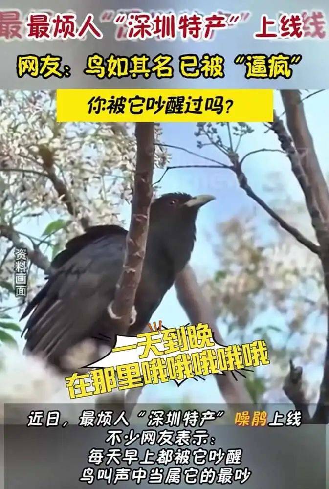 “周末想睡个懒觉都不行”<strong></p>
<p>cic虚拟币如何</strong>，有多少深圳人被这种鸟吵到神经衰弱