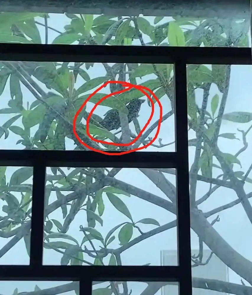 “周末想睡个懒觉都不行”<strong></p>
<p>cic虚拟币如何</strong>，有多少深圳人被这种鸟吵到神经衰弱