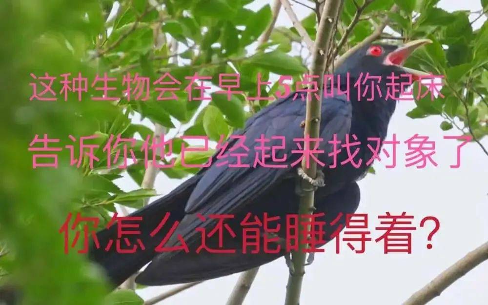 “周末想睡个懒觉都不行”<strong></p>
<p>cic虚拟币如何</strong>，有多少深圳人被这种鸟吵到神经衰弱