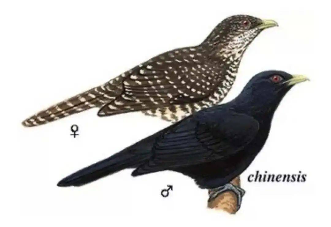 “周末想睡个懒觉都不行”<strong></p>
<p>cic虚拟币如何</strong>，有多少深圳人被这种鸟吵到神经衰弱