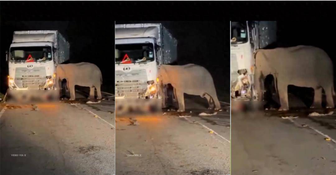 5岁小象凌晨被撞身亡<strong></p>
<p>tnt虚拟币团队</strong>，母象悲愤交加头抵卡车7小时守到天亮！