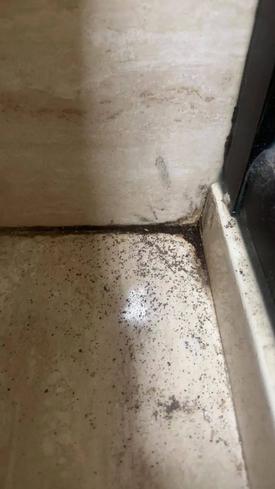 紧急提醒：瞬间爆发！上海市民崩溃：密密麻麻<strong></p>
<p>网上各种虚拟币</strong>，蠕蠕爬行...“梧桐区”已开始战斗，白蚁或提前分飞