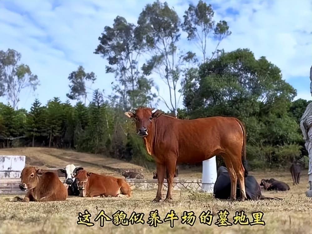 全国重点文保单位施琅墓被曝成“放牛场”<strong></p>
<p>怎么用虚拟币赚钱软件</strong>？福建惠安官方回应