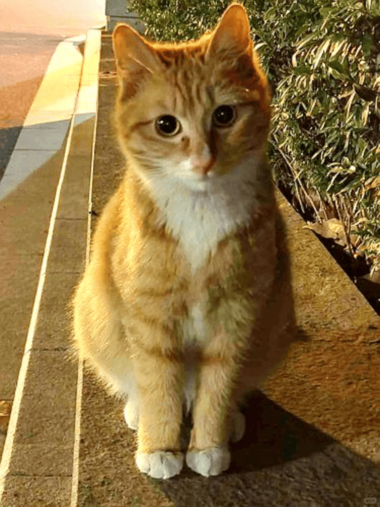南京大学校庆日“校猫”被钢珠打碎头骨？校保卫处：看了一夜监控<strong></p>
<p>哪种虚拟币容易崩盘</strong>，暂未锁定嫌疑人