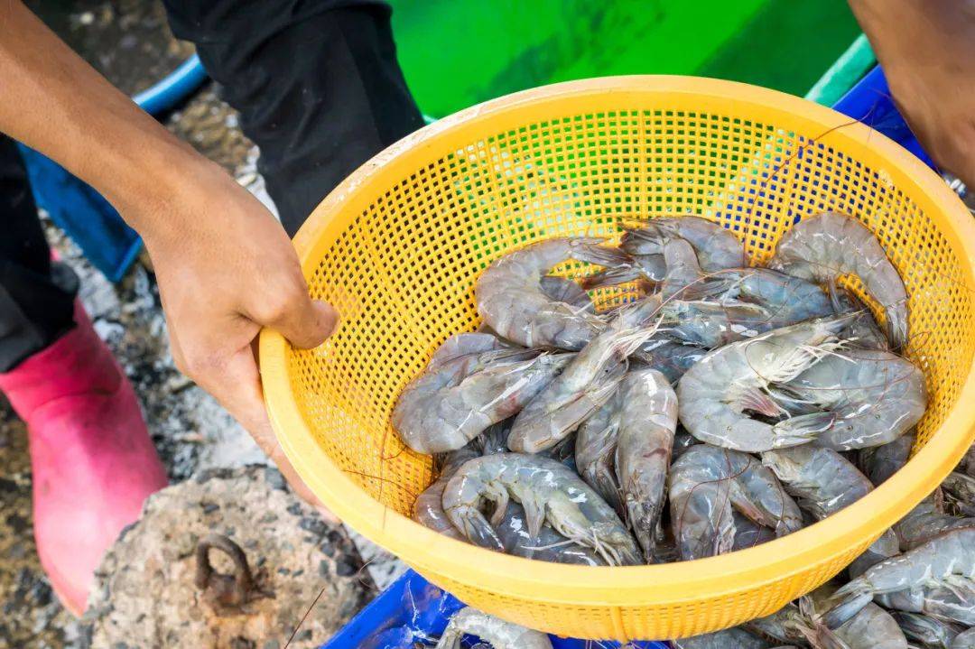 养殖虾都是吃抗生素、激素长大的<strong></p>
<p>哪种虚拟币容易崩盘</strong>，真的不建议吃？