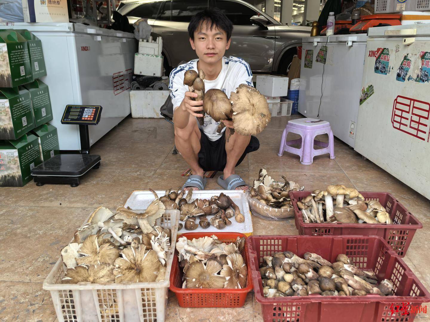 “天价”鸡枞调查：最贵卖到1800元/公斤！雨水少致产量低<strong></p>
<p>海外虚拟币交易所</strong>，多地价高客少
