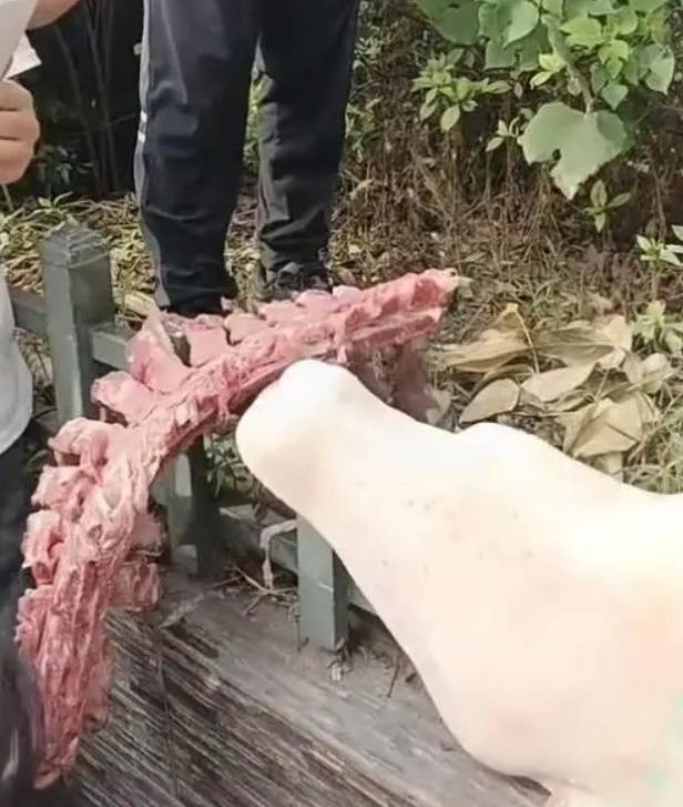四川自贡一小学被曝使用发臭猪肉<strong></p>
<p>icb虚拟币</strong>，官方通报：已封存，正在检测
