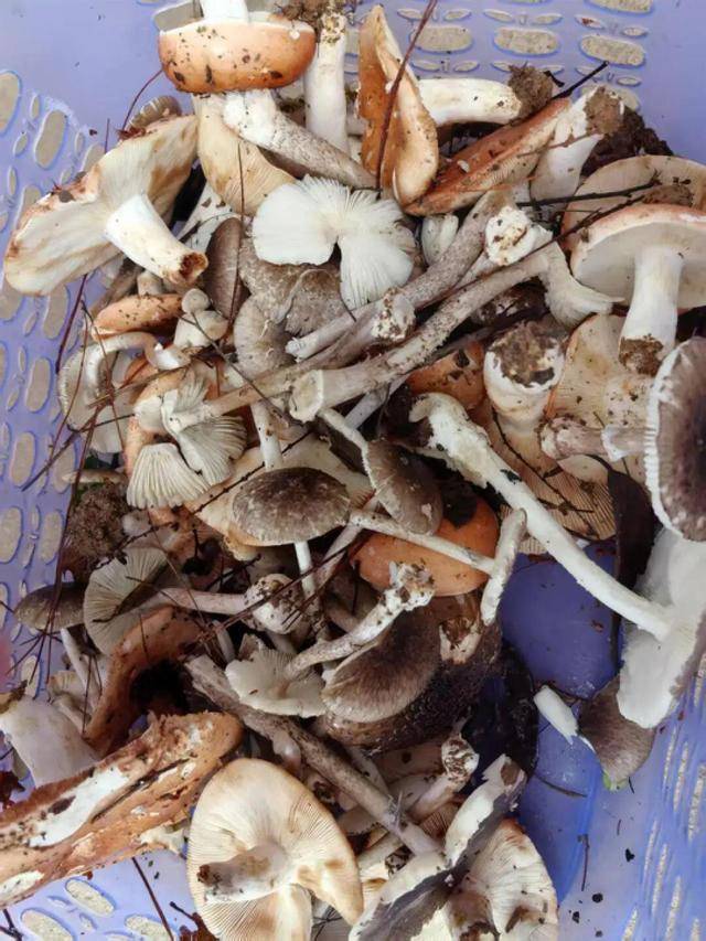 湖南一家6口误食毒蘑菇<strong></p>
<p>网上虚拟币是真的吗</strong>，5岁男童不幸去世