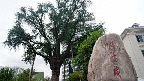 装上“淋浴”每天“冲凉”<strong></p>
<p>虚拟币时间</strong>，540余岁“汉阳树”被悉心照料