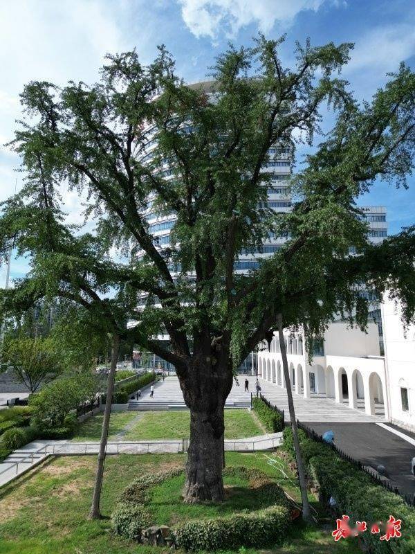 装上“淋浴”每天“冲凉”<strong></p>
<p>虚拟币时间</strong>，540余岁“汉阳树”被悉心照料