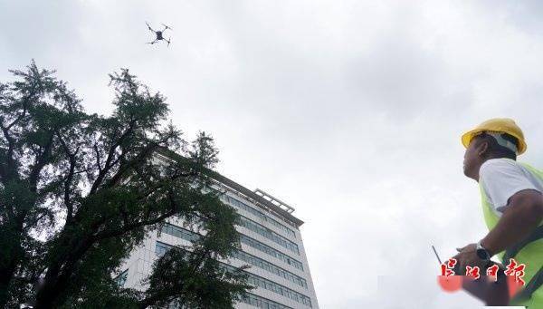装上“淋浴”每天“冲凉”<strong></p>
<p>虚拟币时间</strong>，540余岁“汉阳树”被悉心照料