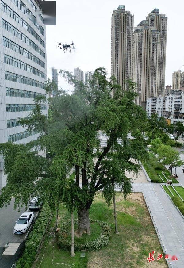 装上“淋浴”每天“冲凉”<strong></p>
<p>虚拟币时间</strong>，540余岁“汉阳树”被悉心照料