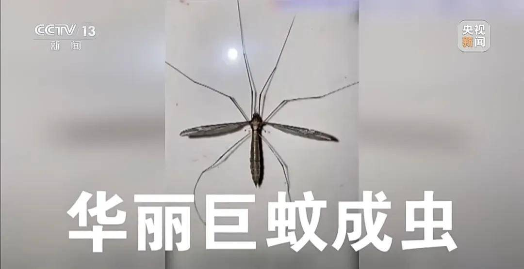 全民灭蚊总动员<strong></p>
<p>上海虚拟币培训室</strong>，大广东给我们上了一课