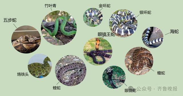 安徽宣城一男子走路玩手机<strong></p>
<p>remme</strong>，一脚踩中打架的竹叶青和五步蛇，被俩毒蛇咬3口！医院：暂无生命危险，正在治疗