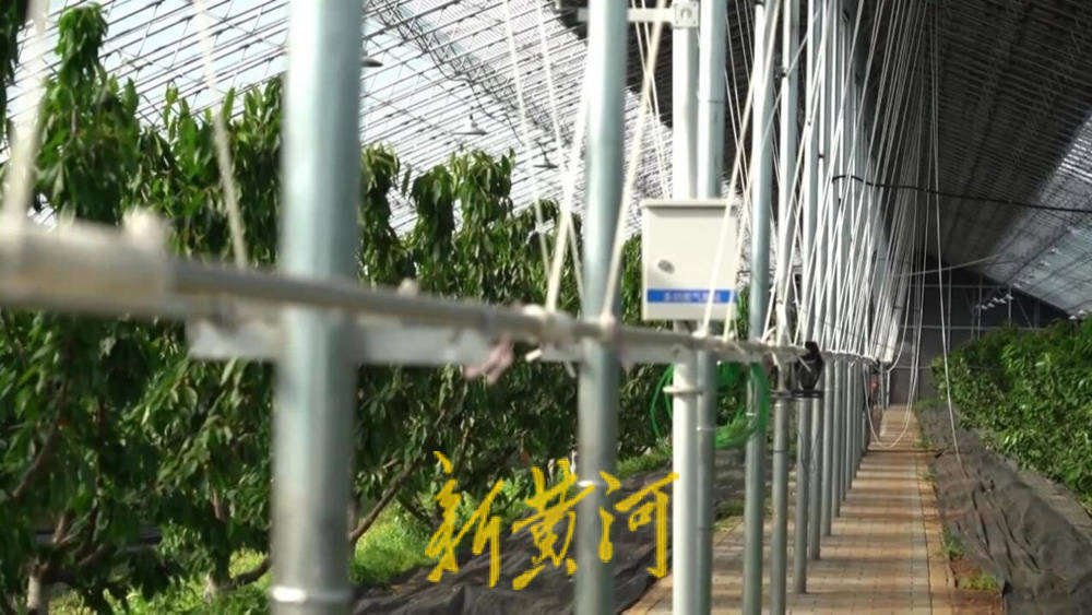 潍坊临朐：30.77 亿元<strong></p>
<p>人工智能虚拟现实币</strong>！“红玛瑙”大樱桃何以成乡村振兴“甜蜜引擎”