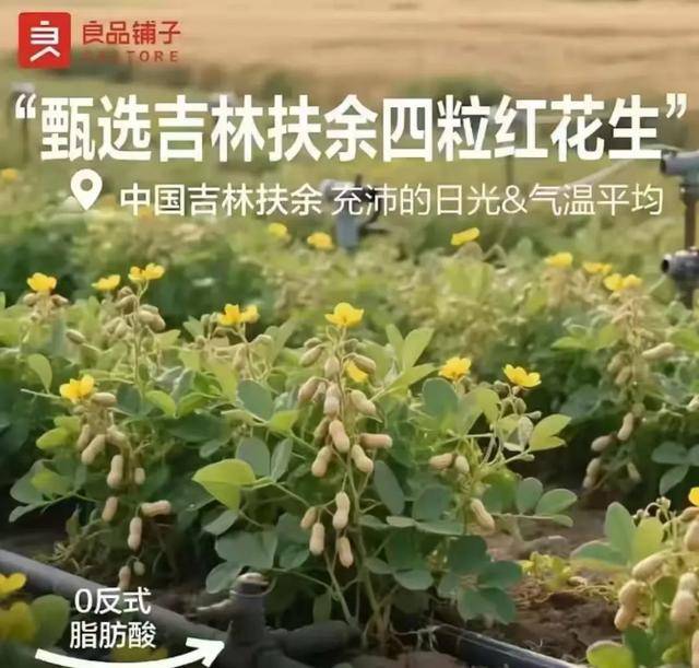 “花生上树”闹剧：AI翻车背后<strong></p>
<p>知乎</strong>，我们都在弄丢常识？