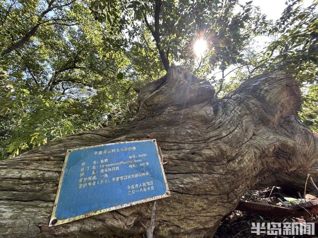 1014岁！青岛这棵“千年树王”<strong></p>
<p>火币交易网站</strong>，主干碳化严重，镂空处能站两人！每年仍可结果数十斤→