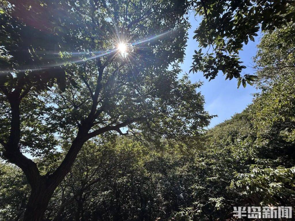 1014岁！青岛这棵“千年树王”<strong></p>
<p>火币交易网站</strong>，主干碳化严重，镂空处能站两人！每年仍可结果数十斤→