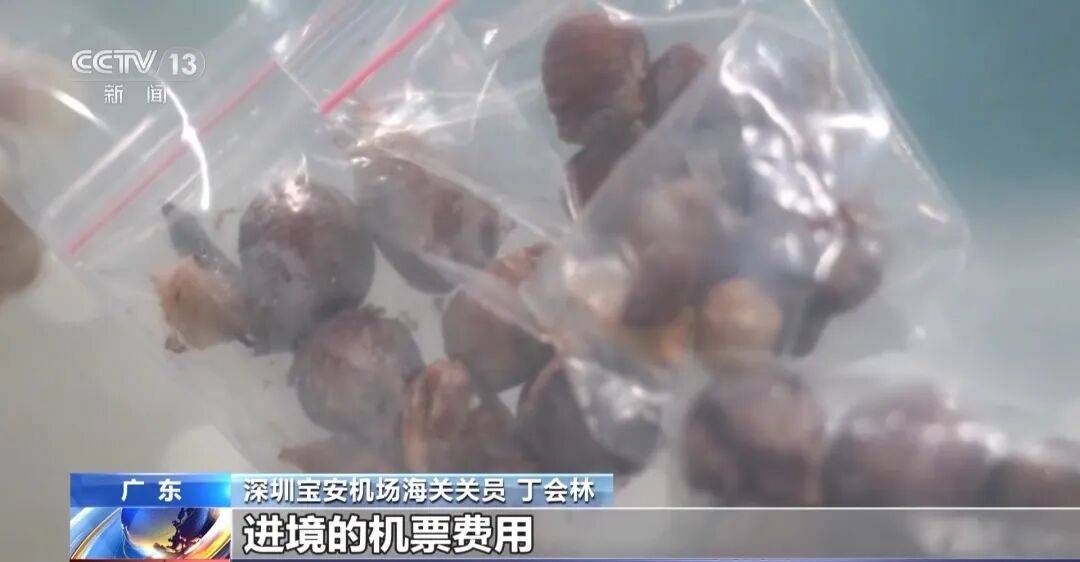 掀开衣服<strong></p>
<p>虚拟币usdt</strong>，密密麻麻！200多只活虫惊现深圳机场……
