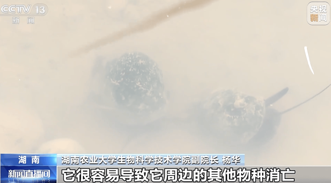 掀开衣服<strong></p>
<p>虚拟币usdt</strong>，密密麻麻！200多只活虫惊现深圳机场……