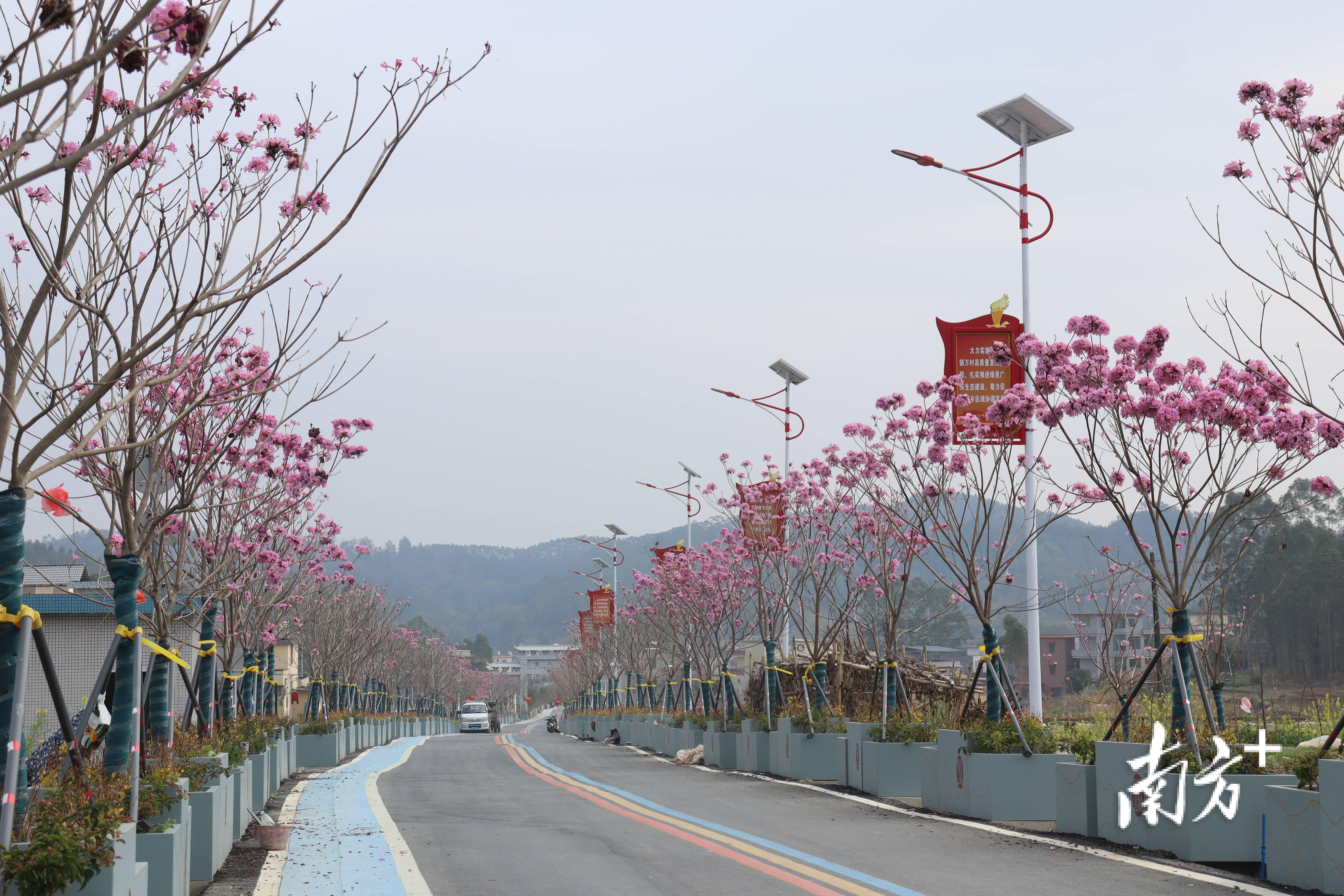 “外来媳妇”谭焕贞五年深耕<strong></p>
<p>虚拟币天王</strong>，佛冈高岗宝山村换新貌