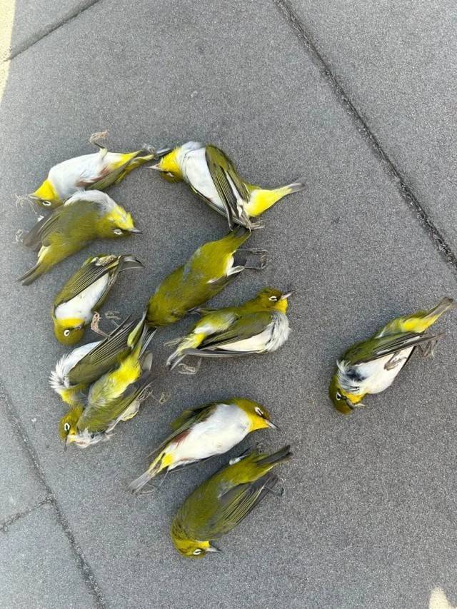 北京一座大厦楼下躺了14只鸟<strong></p>
<p>irc虚拟币交易</strong>，12只已死亡！元凶竟是玻璃